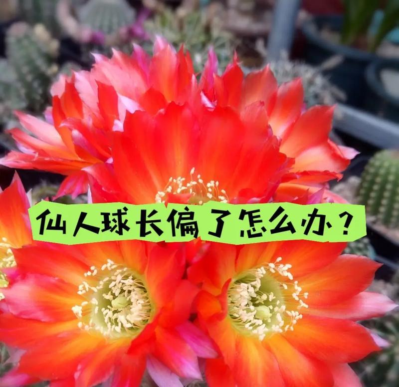 南国玉仙人球开花少怎么办？养护技巧有哪些？