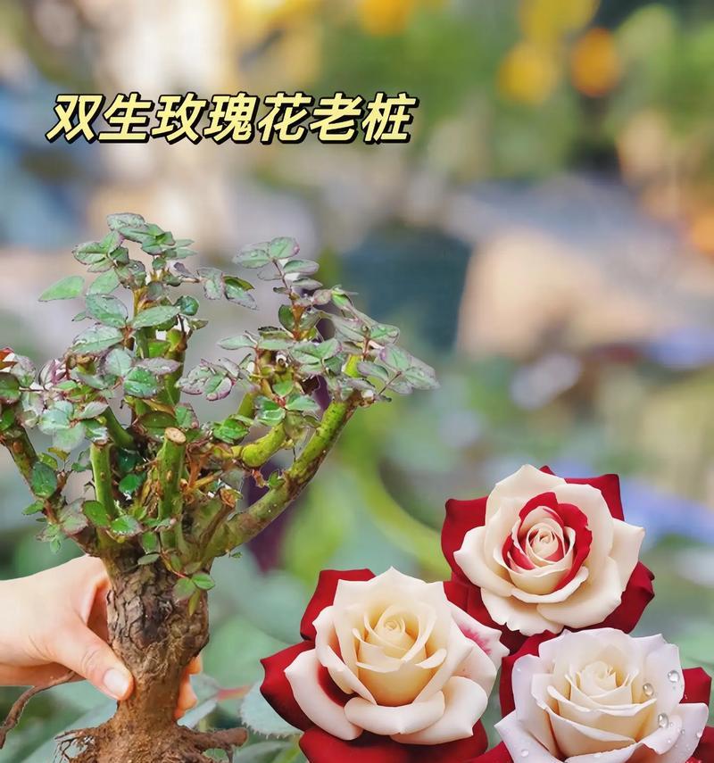 玫瑰花栽培时株行距应该保持多少？