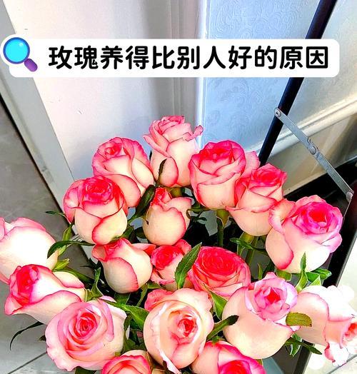 室内玫瑰花的养护技巧有哪些？怎样才能让室内玫瑰花茁壮成长？