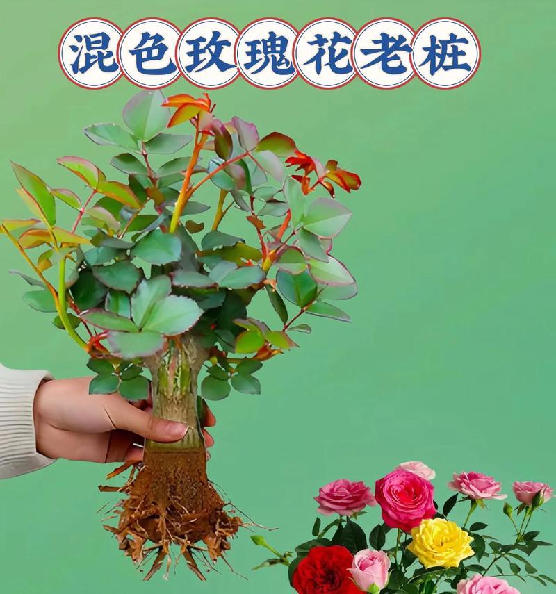 室内玫瑰花的养护技巧有哪些？怎样才能让室内玫瑰花茁壮成长？