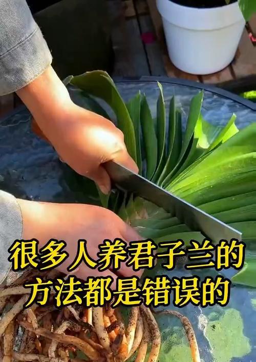 君子兰作为旺财花如何养护？君子兰的养殖方法有哪些？