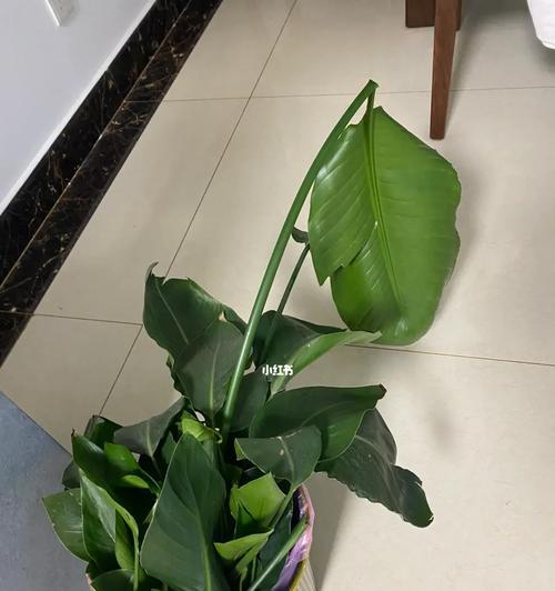 仙人掌修剪小叶子的正确方法？