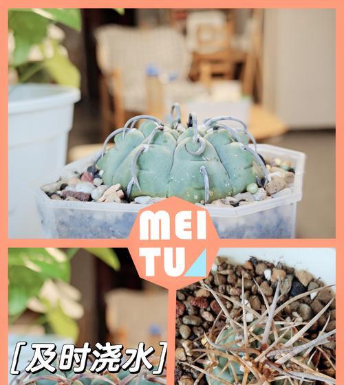 水植物仙人球的养护管理技巧有哪些？如何正确养护水培仙人球？