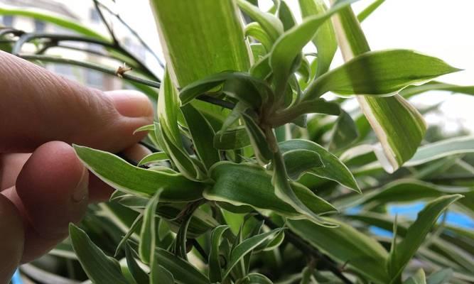 水植物仙人球的养护管理技巧有哪些？如何正确养护水培仙人球？