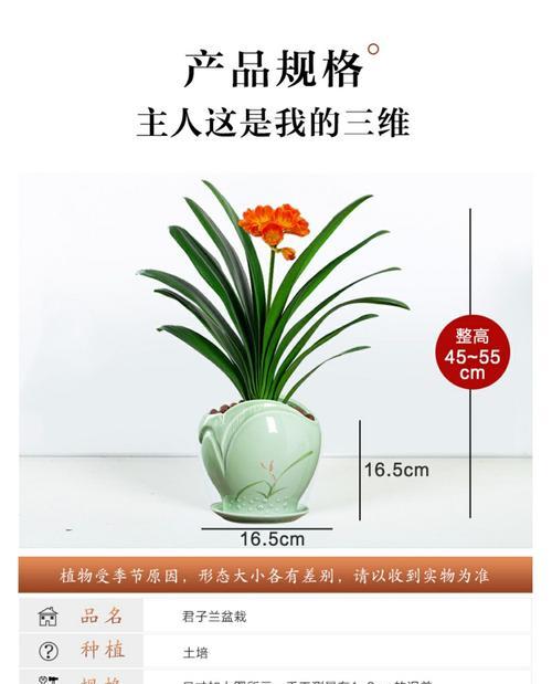 君子兰掐头种植步骤是什么？如何确保成活率？