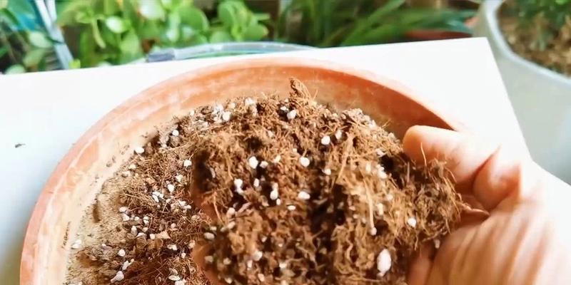 君子兰掐头种植步骤是什么？如何确保成活率？