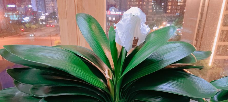 君子兰掐头种植步骤是什么？如何确保成活率？