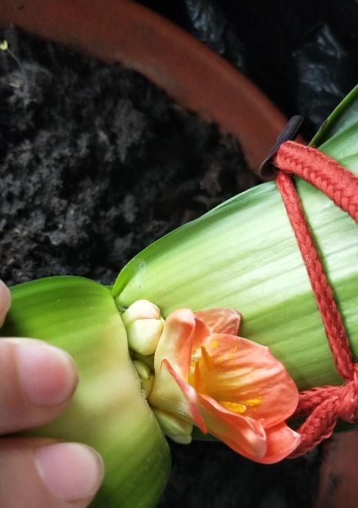 君子兰无花苞时如何有效催花？
