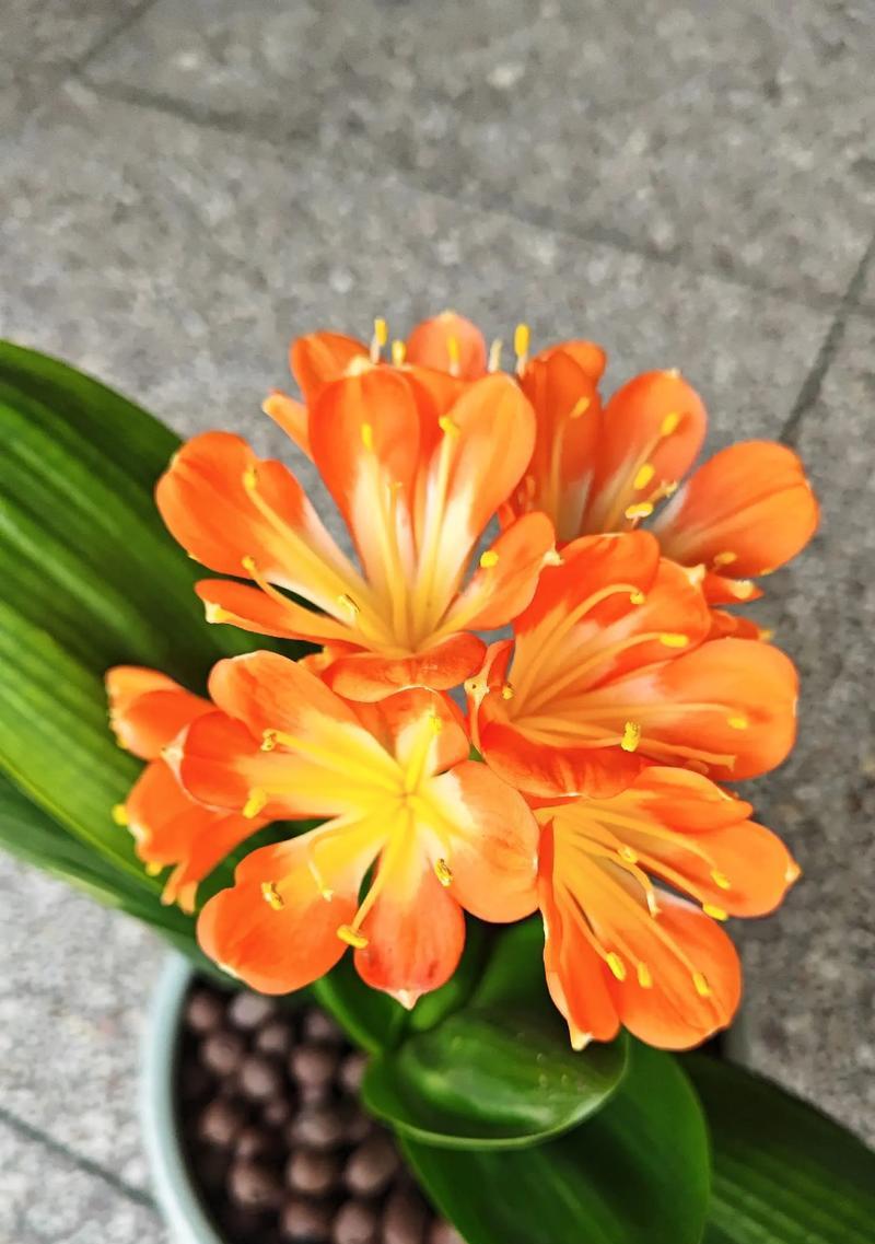 君子兰无花苞时如何有效催花？