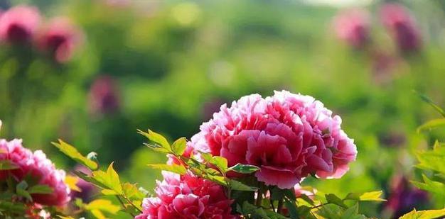 菏泽牡丹花的品种有哪些？
