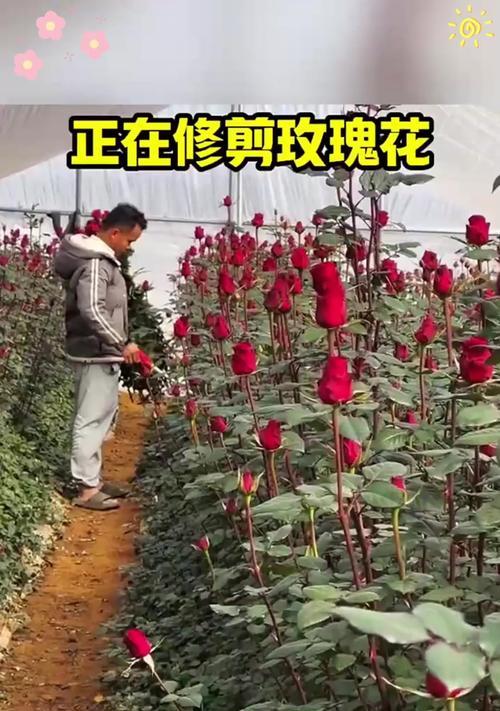 剪枝玫瑰花的正确形态是什么？如何修剪才合适？