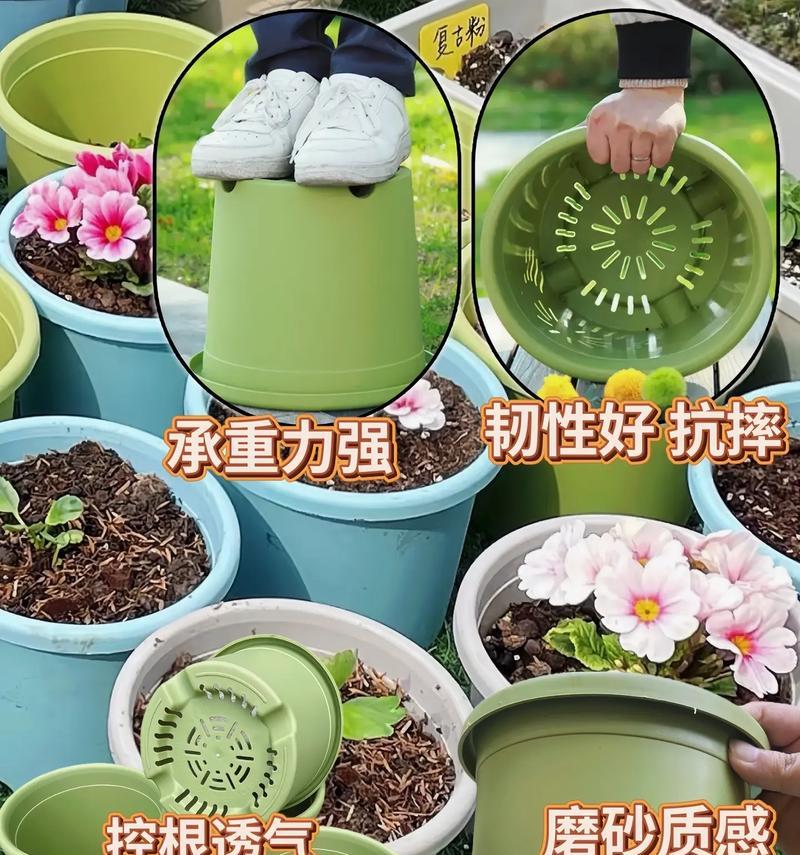 仙人球花盆专用加仑盆怎么用？使用方法是什么？