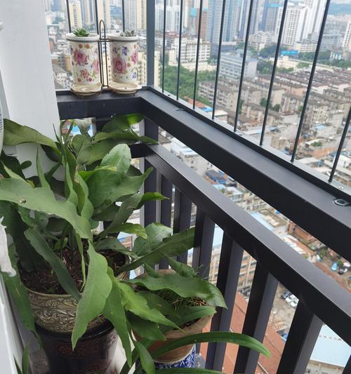 仙人球花盆专用加仑盆怎么用？使用方法是什么？