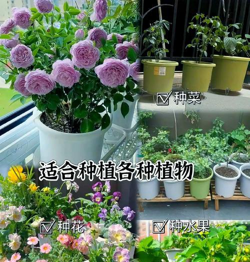 仙人球花盆专用加仑盆怎么用？使用方法是什么？