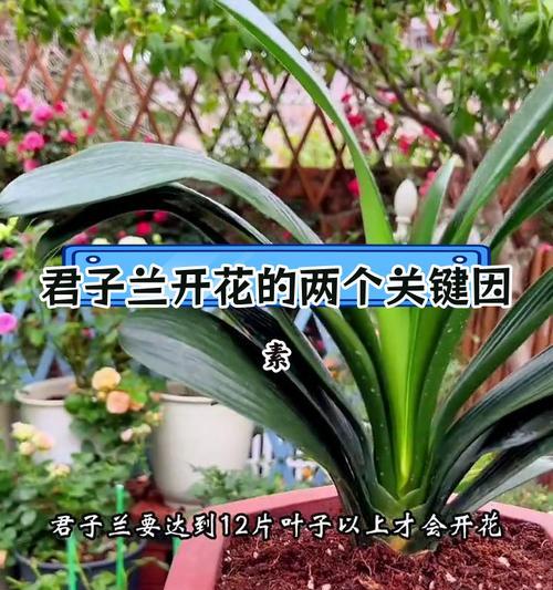 君子兰去头后如何促进更多花开？