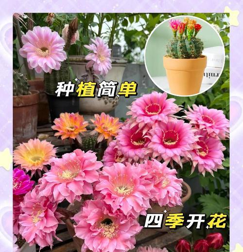 仙人球小球省空间种植方法？如何有效利用空间？
