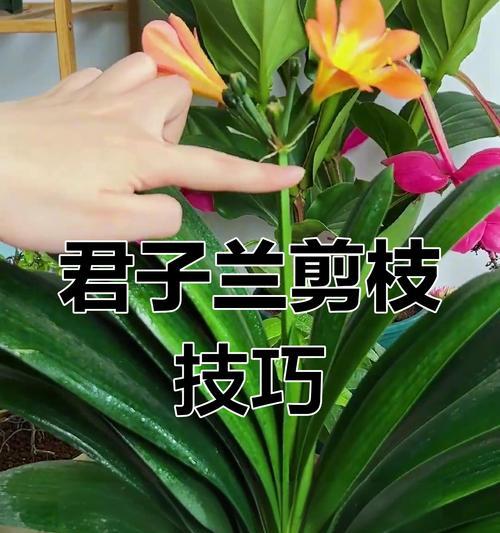 君子兰施肥的最佳时机是什么时候？
