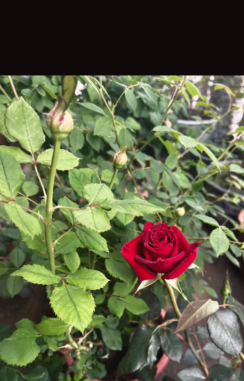 小朵暗红玫瑰花品种识别方法是什么？