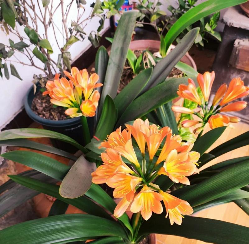 君子兰即将开花时叶片有何特征？如何判断君子兰的开花期？