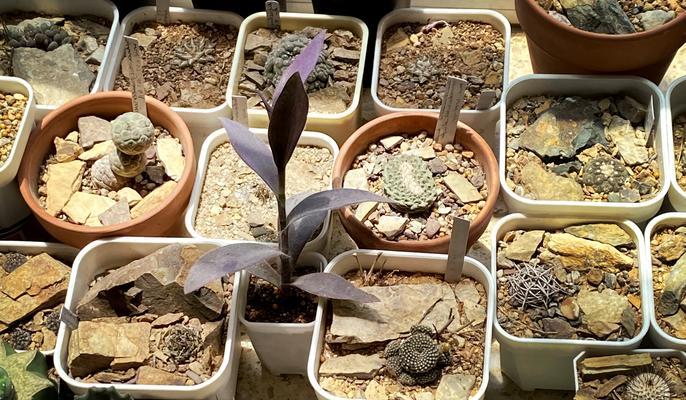 实生根小仙人球的种植方法是什么？有哪些注意事项？