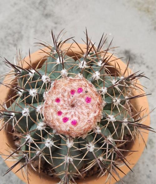 实生根小仙人球的种植方法是什么？有哪些注意事项？