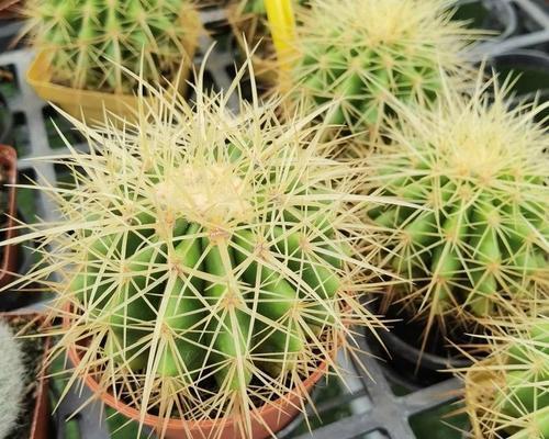 实生根小仙人球的种植方法是什么？有哪些注意事项？