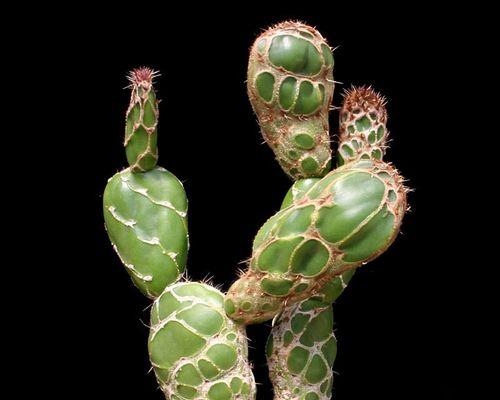 黑龙团扇仙人球的开花时间是什么时候？如何促进其开花？