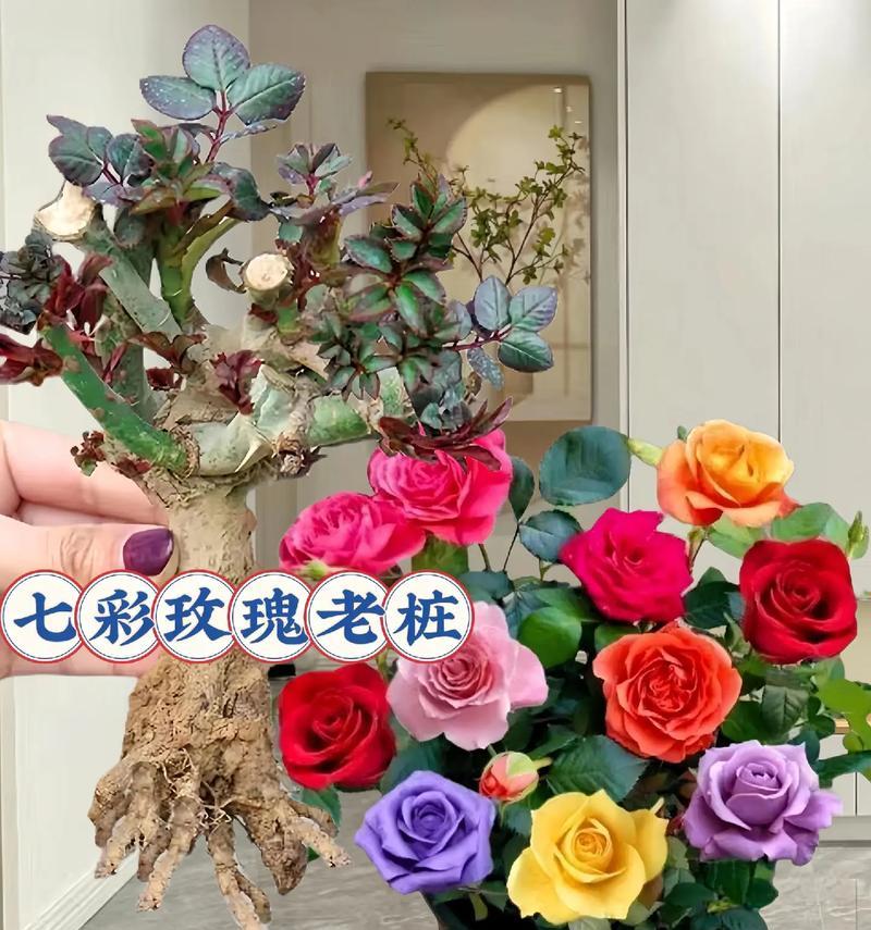 家用插花玫瑰花的养护技巧有哪些？