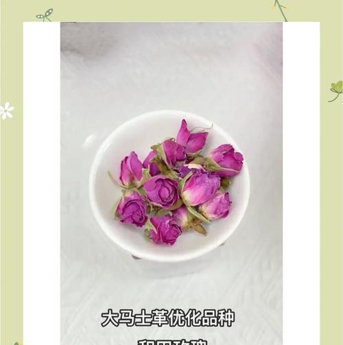 哪种食用玫瑰花品种产量最高？
