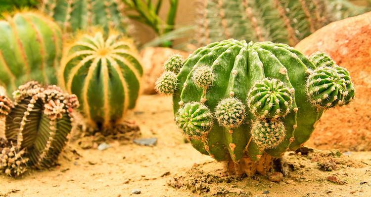 种植好的仙人球盆栽养护要点是什么？