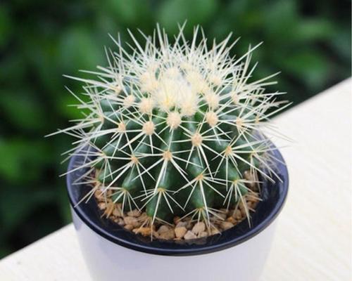 种植好的仙人球盆栽养护要点是什么？