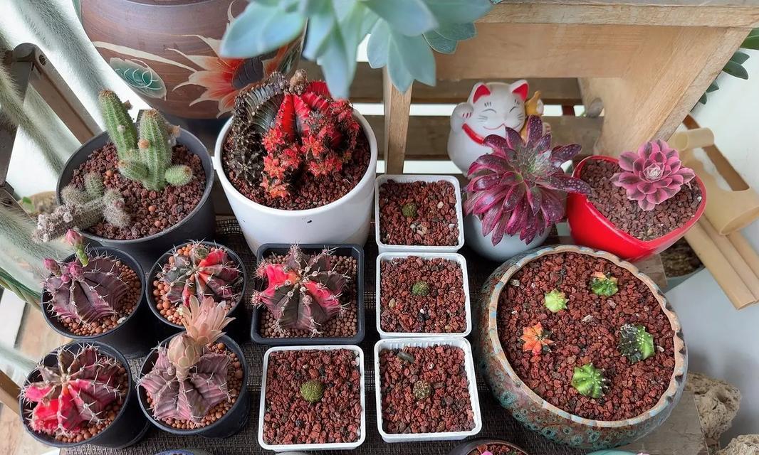 种植好的仙人球盆栽养护要点是什么？