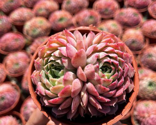 牡丹花老桩仙桃的养护方法是什么？需要注意什么？