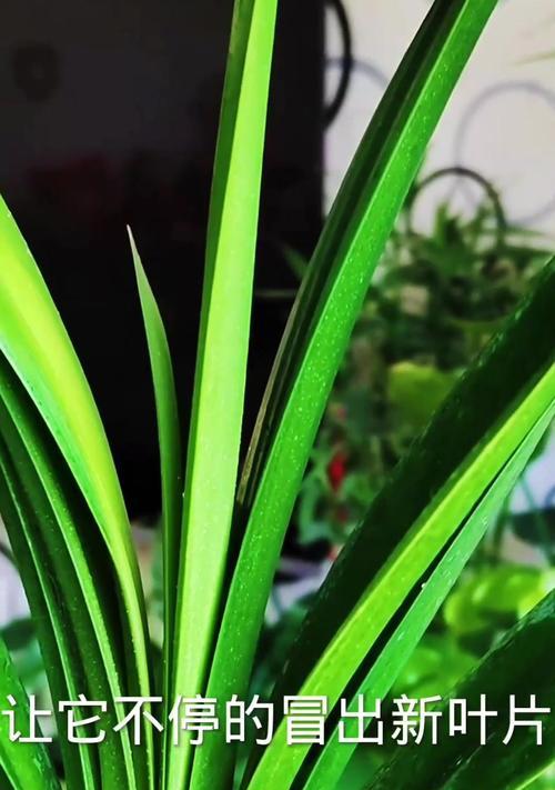 宽叶君子兰品种特点是什么？如何养护？