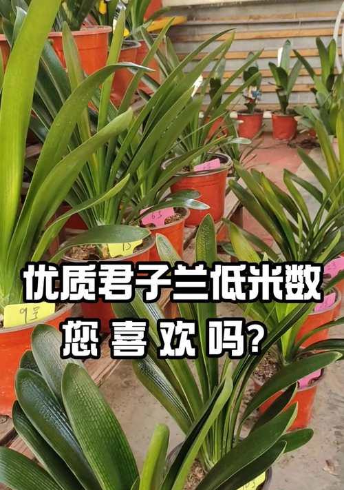 宽叶君子兰品种特点是什么？如何养护？