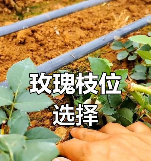 玫瑰花修剪枝条的最佳时机是什么时候？