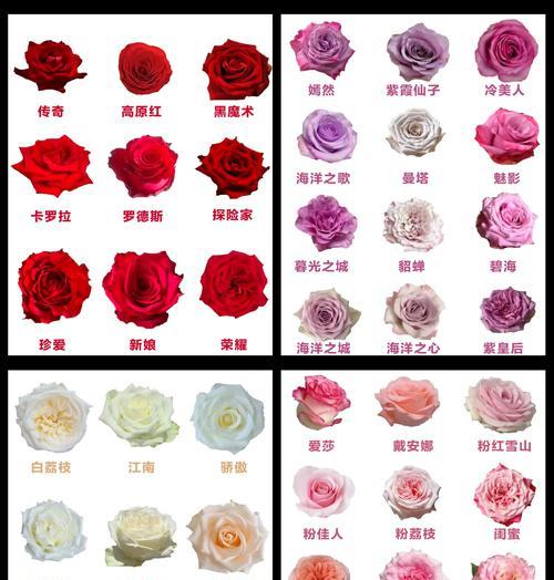 玫瑰花的花瓣数量是多少？