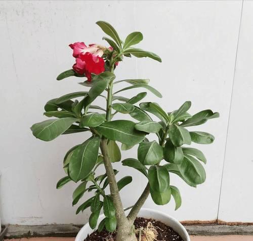 玫瑰花修剪的最佳时机和方法是什么？