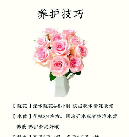 玫瑰花修剪的最佳时机和方法是什么？