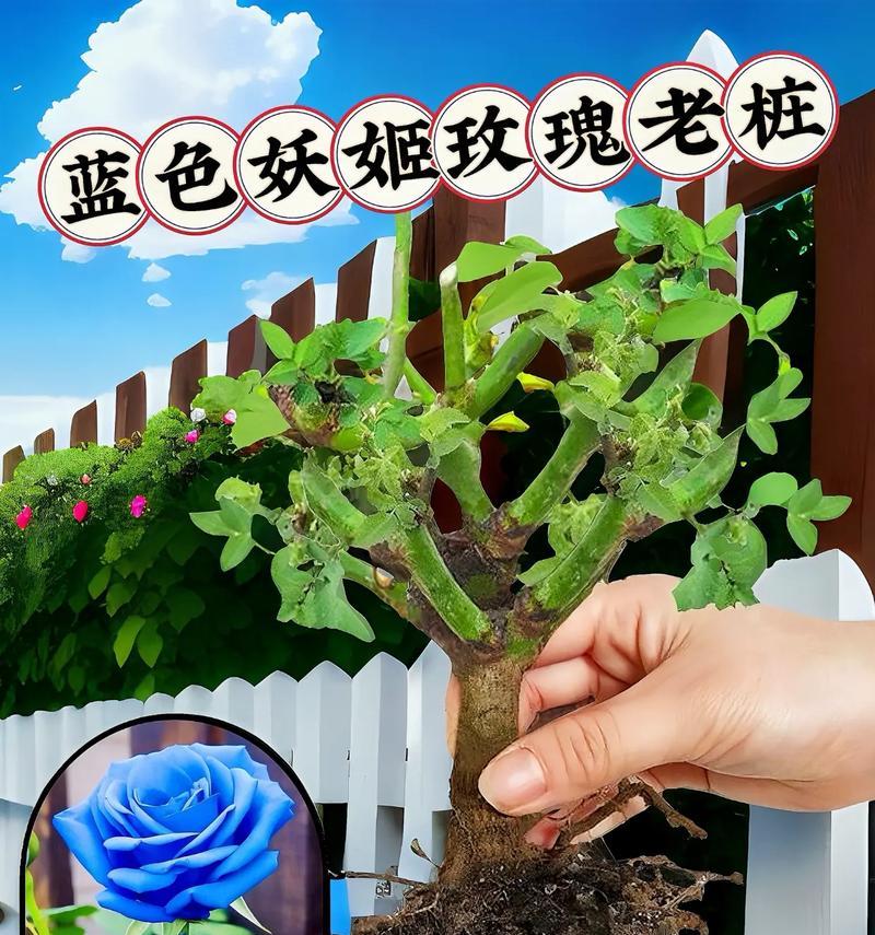 玫瑰花的种植技巧是什么？