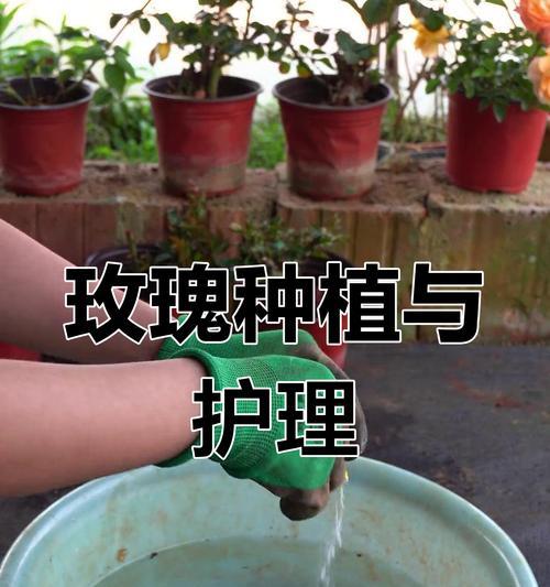 玫瑰花的种植技巧是什么？