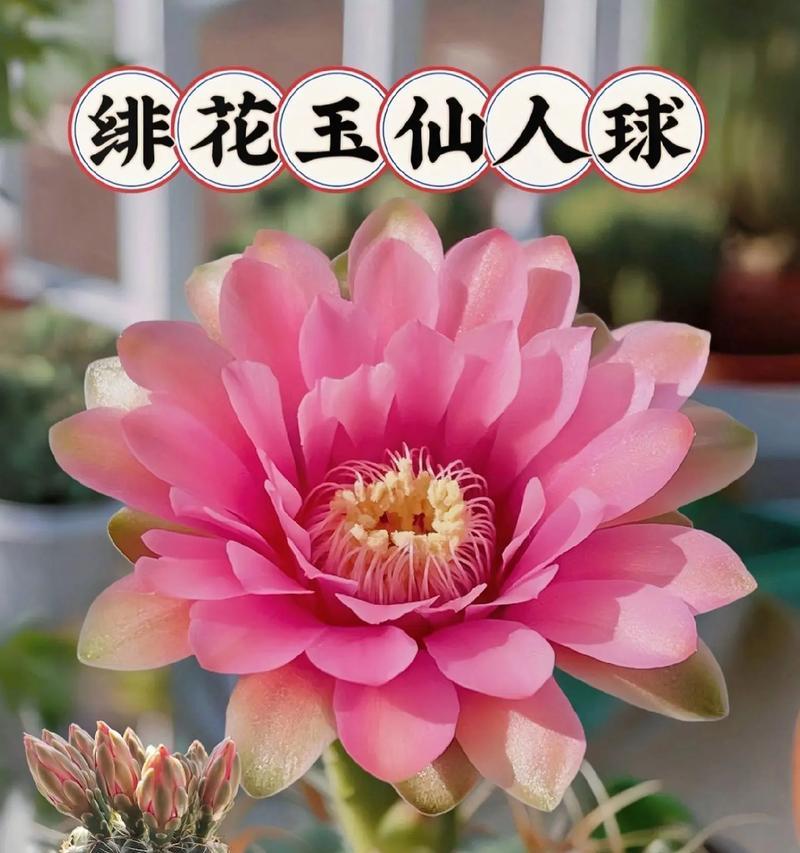 仙人球的养殖方法有哪些？