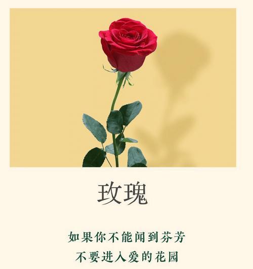 如何延长玫瑰花的花期？