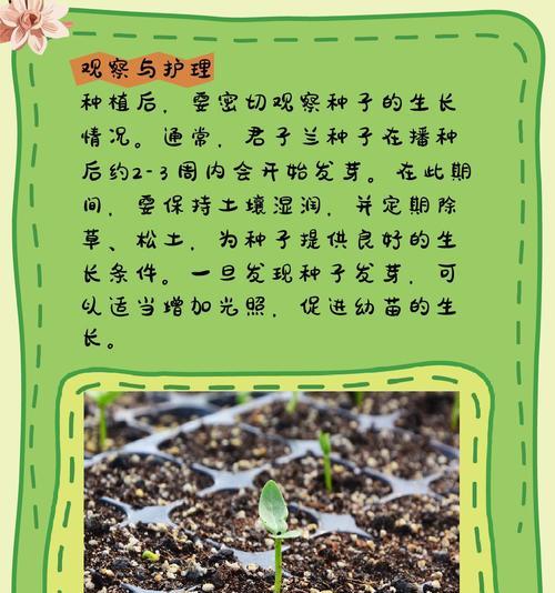 君子兰发芽需要多长时间？