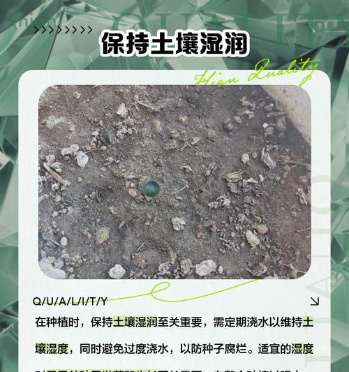 君子兰发芽需要多长时间？