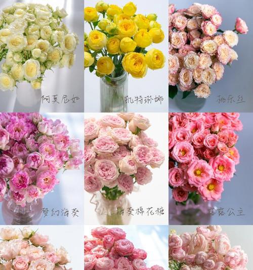 玫瑰花的正确养护方法是什么？
