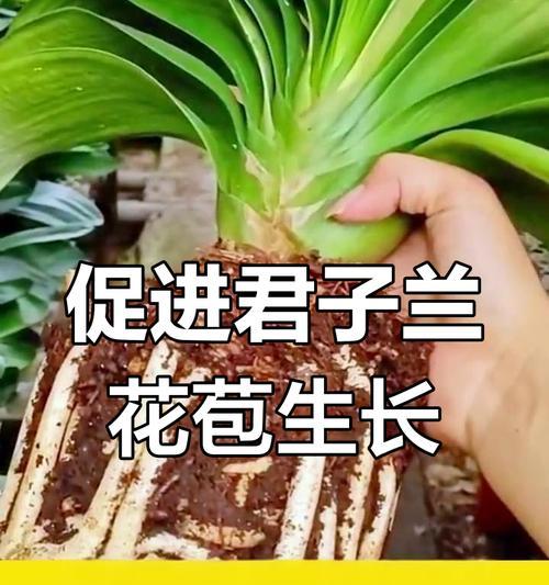 君子兰的养殖技巧有哪些？