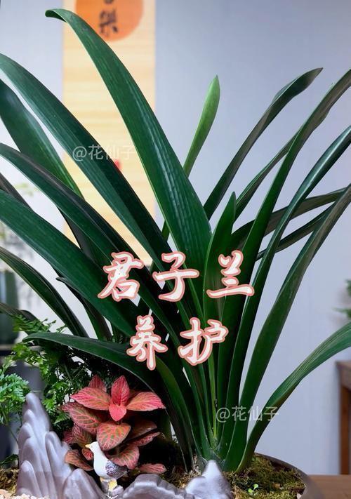 君子兰的养殖技巧有哪些？