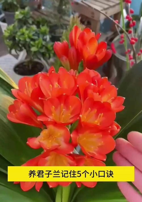 君子兰的养殖技巧有哪些？