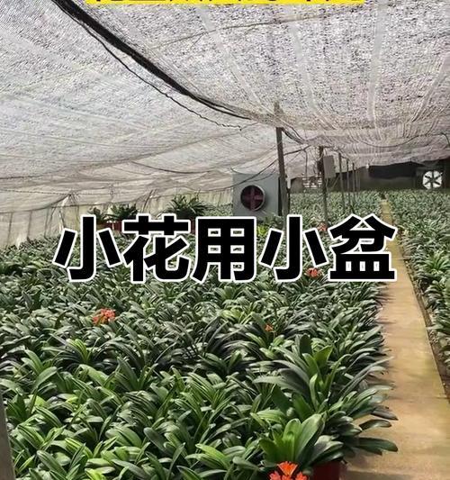 君子兰种植技巧有哪些